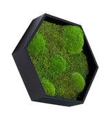 Moosbild sechseckige Bolmoss+Flatmoss