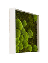 Quadratisches Moosbild Bolmoss+Flatmoss