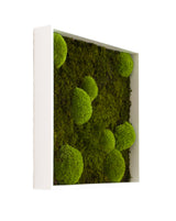 Quadratisches Moosbild Bolmoss+Flatmoss