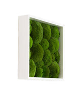 Quadratisches Moosbild Bolmoss