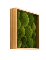 Quadratisches Moosbild Bolmoss