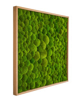 Quadratisches Moosbild Bolmoss