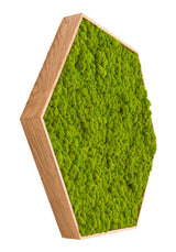 machový obraz lišajník šesťuholník v dubovom ráme